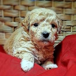 Charlie - Apricot male Goldendoodle puppy in Hendersonville, Tennessee from Ben's Best Buddy Goldendoodles