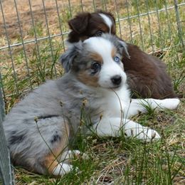 Pooh- now Dipper - Blue merle Miniature American Shepherd puppy in Colorado from Mountain Cross Minis