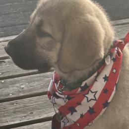 Anatolian Shepherd Dog Puppies from Mcginnis Guardian Dogs
