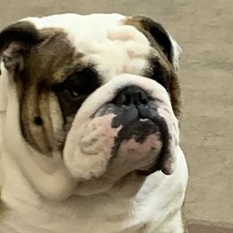 Bronx - Bulldog