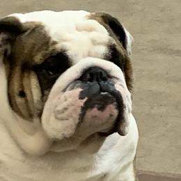 Bronx - Bulldog