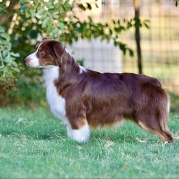 Cassidy - Miniature American Shepherd