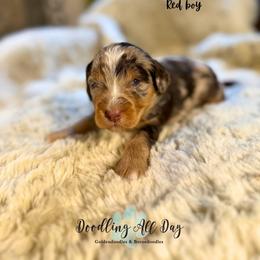 Red boy - Chocolate merle male Bernedoodle puppy in Valdese, North Carolina from Doodling All Day Goldendoodles