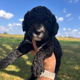 Teddy - Black and white male Bernedoodle puppy in Cherryville, North Carolina from Mercy Doodles
