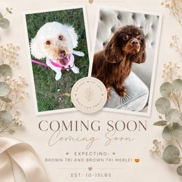 Cavapoo puppies from Meg's Doodles and Poodles