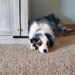 Australian Shepherd All Grown Up from Spunky Farms Aussies