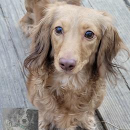Ella - Dachshund