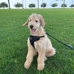 Aussiedoodle and Goldendoodle Puppies from Gray Doodles