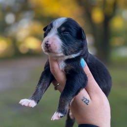 Nala - Black tri-color female Australian Shepherd puppy in Orlando, Florida from Skaky Shepherds