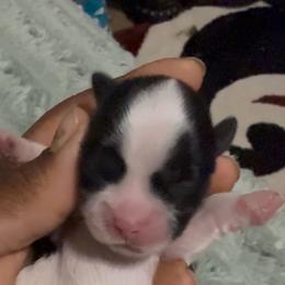 Colin - Parti male Yorkshire Terrier puppy in Houston, Texas from Little things