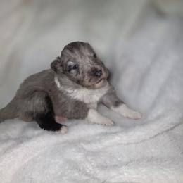 Bi Blue Girl - Blue merle and white female Shetland Sheepdog puppy in Lenox, Iowa from Crossroad shelties