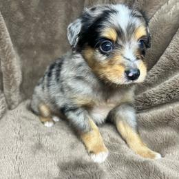 Boy 2 - Blue merle male Toy Australian Shepherd puppy in Alabama from SBA Aussies