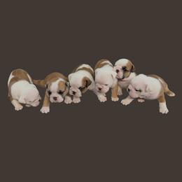 Bulldog puppies from Odyssey English Bulldogs