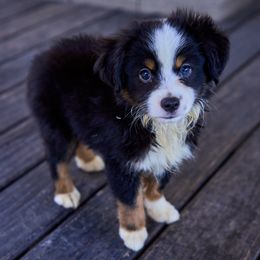 Toy Australian Shepherds from Bozzi's Little Aussies