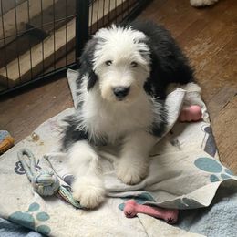 Romper - Gray and white male Old English Sheepdog puppy in Erie, Pennsylvania from Karl Kennels