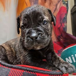 Cream collar - Black brindle female Cane Corso puppy in Franktown, Colorado from Earth and Ship Cane Corso