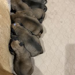 Bullmastiff Puppies from Curnwood’s Bullmastiff’s