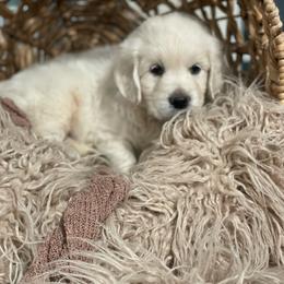 Mr Red - Light golden male Golden Retriever puppy in Morrill, Kansas from Grimm Girls Farm