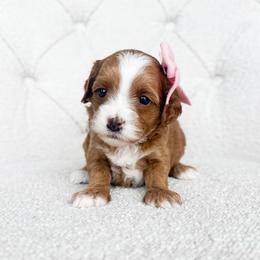 Roselle - Red  female Goldendoodle puppy in Sterling, Illinois from Charley's Goldendoodles