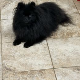 Luna - Pomeranian