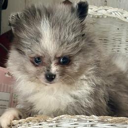 Pretty girl - Blue merle female Pomeranian puppy in Skipperville, Alabama from Nay Nay’s Babies