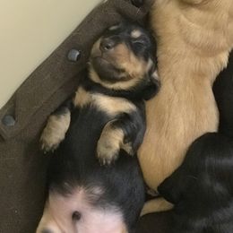 Seymore - Black and tan Dachshund puppy in Great Bend, Pennsylvania from Dashing Doxies