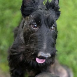 Luna - Scottish Terrier
