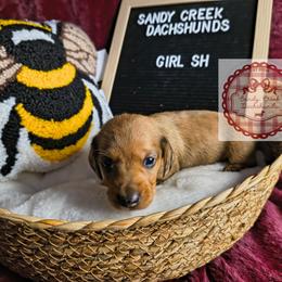 Bo Peep - Red female Dachshund puppy in Rosanky, Texas from Sandy Creek Miniature Dachshunds