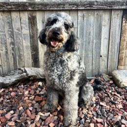 Phoebe - Goldendoodle