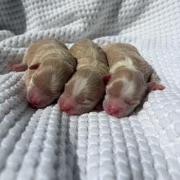 Maltipoo puppies from Pnwfamilydoodles