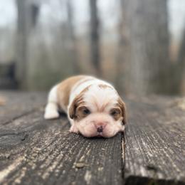 Ophelia - Blenheim female Cavalier King Charles Spaniel puppy in Comer, Georgia from Stratton Spaniels
