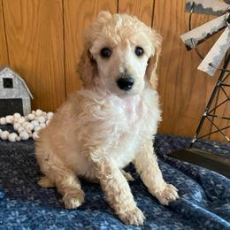 Eddy (EDMUND) - Grey Collar Boy - Apricot male Poodle puppy in Charlo, Montana from Heavenly Hilltop Farm