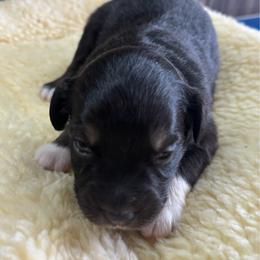 Rayna - Black & white female Miniature Australian Shepherd puppy in Geary, Oklahoma from Helm Farms Aussies