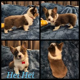 Pembroke Welsh Corgi Puppies from STR Corgis