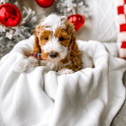 Arbor - Red Bernedoodle puppy in Springville, Utah from Happy Doodle
