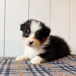 Bean - Black tri-color female Australian Shepherd puppy in Kearney, Nebraska from Helix Aussies