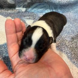Black Male 3 - Black and white male Cardigan Welsh Corgi puppy in Thornton, New Hampshire from Dinger’s Dogs