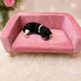 Jessie - Black and white female Cavapoo puppy in Thorndale, Texas from Hattie’s Texas Cavapoos