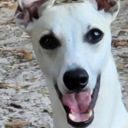 Whippet Puppies from Tigger’s Whippets