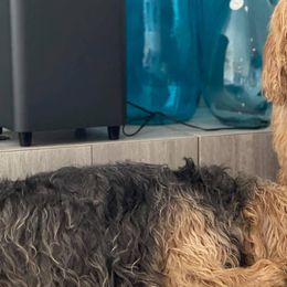 Otterhounds from EuroAm Otterhounds