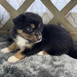 Girl 3: Paris - Black tri-color female Australian Shepherd puppy in Volant, Pennsylvania from Addie's Aussies