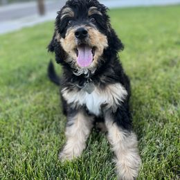 Bernedoodle and Poodle Puppies from Doggy Darlins
