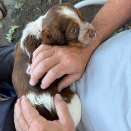 Candy (brown now orange collar) - Tri-Roan female English Springer Spaniel puppy in Statesville, North Carolina from Rockin’ Slow Farms