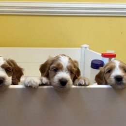 Labradoodle Puppies from Tyson's Farm Doodles