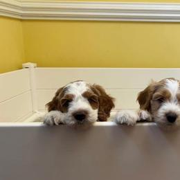 Labradoodle Puppies from Tyson's Farm Doodles
