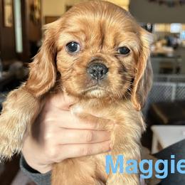 Maggie - Ruby female Cavalier King Charles Spaniel puppy in Ormond Beach, Florida from Parkside Cavaliers