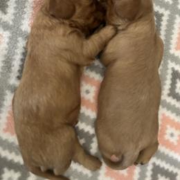 Cavalier King Charles Spaniel Puppies from Parkside Cavaliers