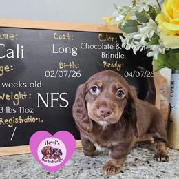 Cali - Chocolate and cream female Dachshund puppy in Hoquiam, Washington from Heyd's Mini Dachshunds