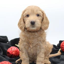 Big Ben - Gold male Australian Cobberdog puppy in Bellingham, Minnesota from Whispering Prairie Australian Cobberdog