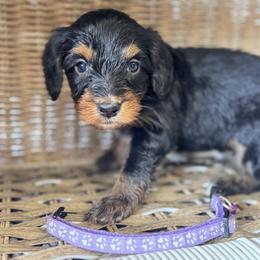 Light purple - Tri-color female Bernedoodle puppy in Valdosta, Georgia from Fifth Day Farm